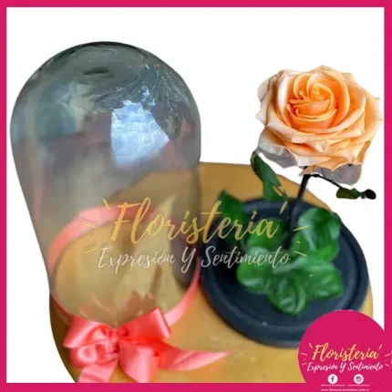 Cúpula Mediana de Rosa Preservada P5